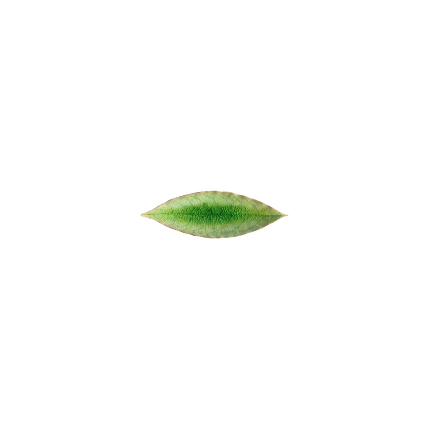 Riviera Laurel Leaf