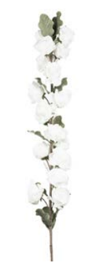 Flower Perva