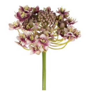 Flower Narcisse