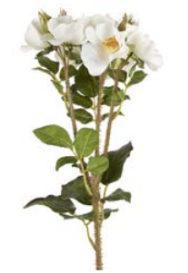 Flower Trailing Rose