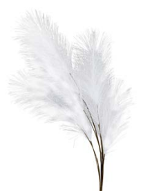 Flower Celosia white