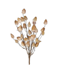 Flower Lunaria brown