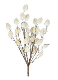 Flower Lunaria beige