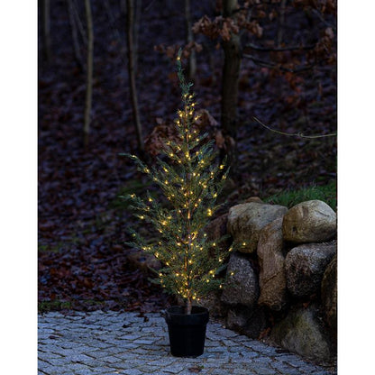 Milas Cedar Tree 130cm