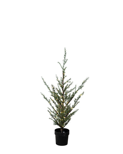 Milas Cedar Tree 130cm