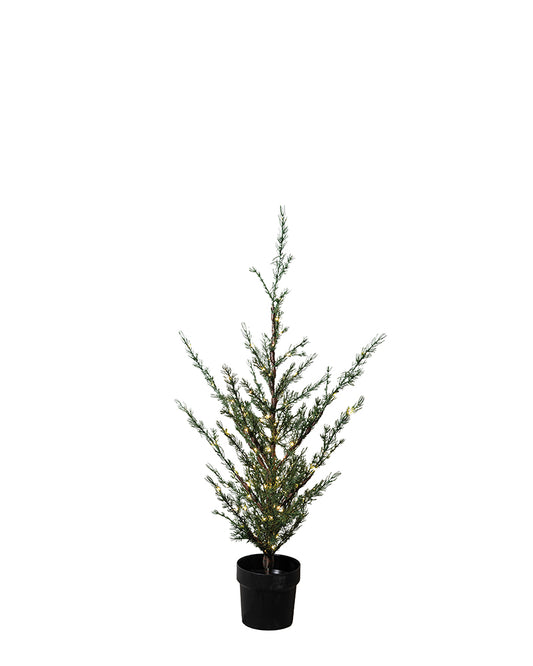 Milas Cedar Tree 130cm