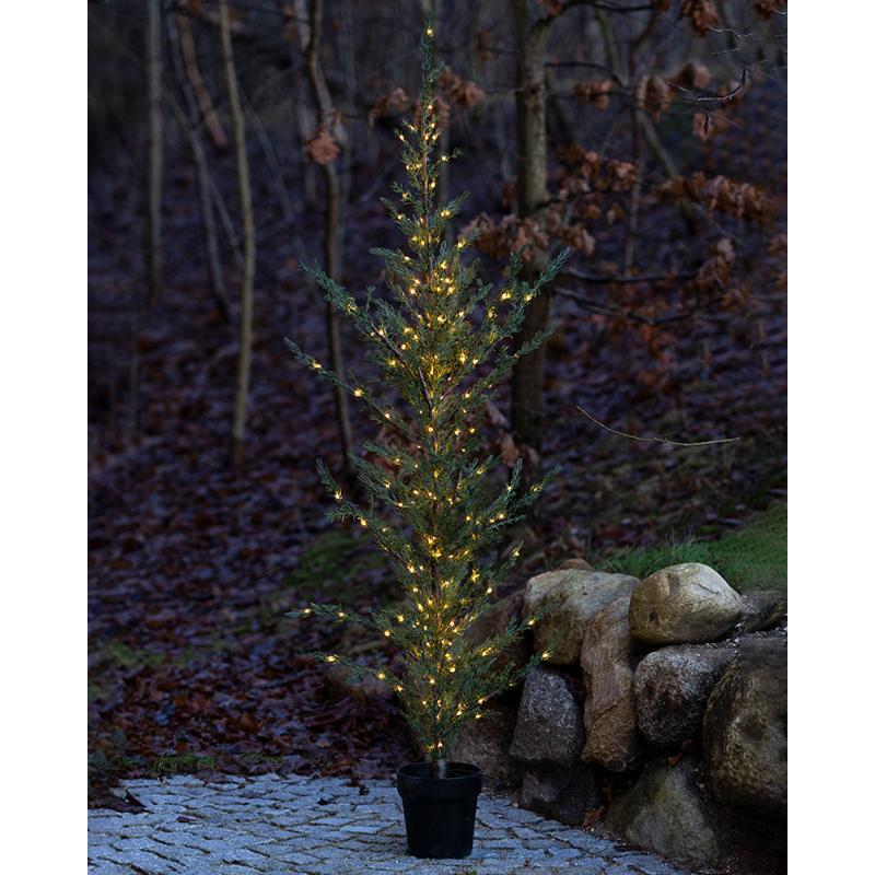 Milas Cedar Tree 130cm