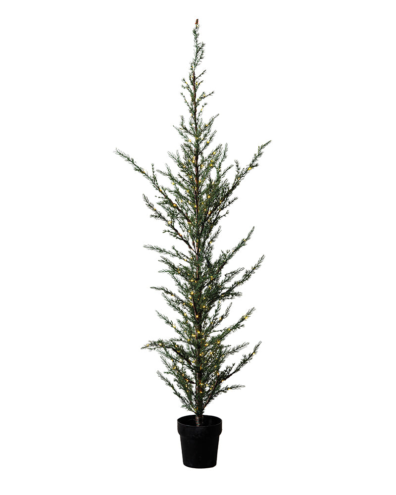 Milas Cedar Tree 130cm