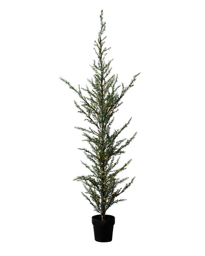 Milas Cedar Tree 130cm