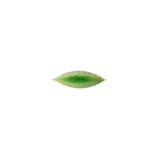 Leaf Louro Riviera